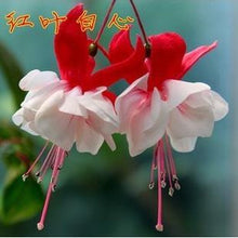 Fuchsia lanterns/flower/flower seeds Indoor balcony living room/Begonia Bell pot flower seeds 10 seeds