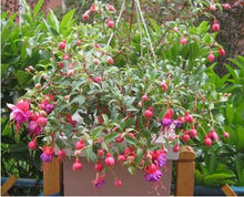 Fuchsia lanterns/flower/flower seeds Indoor balcony living room/Begonia Bell pot flower seeds 10 seeds