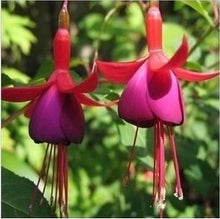 Fuchsia lanterns/flower/flower seeds Indoor balcony living room/Begonia Bell pot flower seeds 10 seeds