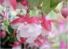 Fuchsia lanterns/flower/flower seeds Indoor balcony living room/Begonia Bell pot flower seeds 10 seeds