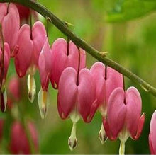 Fuchsia lanterns/flower/flower seeds Indoor balcony living room/Begonia Bell pot flower seeds 10 seeds