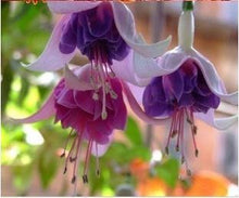 Fuchsia lanterns/flower/flower seeds Indoor balcony living room/Begonia Bell pot flower seeds 10 seeds