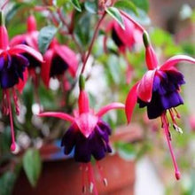 Fuchsia lanterns/flower/flower seeds Indoor balcony living room/Begonia Bell pot flower seeds 10 seeds