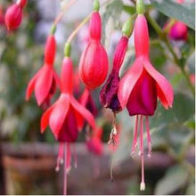 Fuchsia lanterns/flower/flower seeds Indoor balcony living room/Begonia Bell pot flower seeds 10 seeds