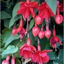 Fuchsia lanterns/flower/flower seeds Indoor balcony living room/Begonia Bell pot flower seeds 10 seeds