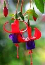 Fuchsia lanterns/flower/flower seeds Indoor balcony living room/Begonia Bell pot flower seeds 10 seeds