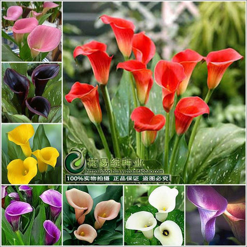 Calla lily flower seed spring and winter seasons set an indoor potted plant grass seed planting live-10 seeds