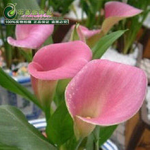 Calla lily flower seed spring and winter seasons set an indoor potted plant grass seed planting live-10 seeds