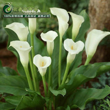 Calla lily flower seed spring and winter seasons set an indoor potted plant grass seed planting live-10 seeds