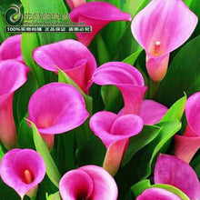 Calla lily flower seed spring and winter seasons set an indoor potted plant grass seed planting live-10 seeds