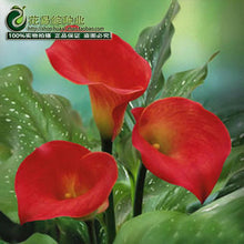 Calla lily flower seed spring and winter seasons set an indoor potted plant grass seed planting live-10 seeds