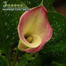 Calla lily flower seed spring and winter seasons set an indoor potted plant grass seed planting live-10 seeds