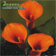 Calla lily flower seed spring and winter seasons set an indoor potted plant grass seed planting live-10 seeds