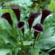 Calla lily flower seed spring and winter seasons set an indoor potted plant grass seed planting live-10 seeds