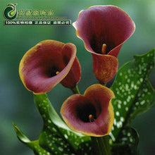 Calla lily flower seed spring and winter seasons set an indoor potted plant grass seed planting live-10 seeds