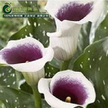 Calla lily flower seed spring and winter seasons set an indoor potted plant grass seed planting live-10 seeds