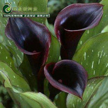 Calla lily flower seed spring and winter seasons set an indoor potted plant grass seed planting live-10 seeds
