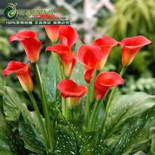Calla lily flower seed spring and winter seasons set an indoor potted plant grass seed planting live-10 seeds