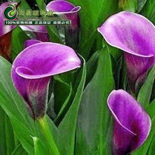 Calla lily flower seed spring and winter seasons set an indoor potted plant grass seed planting live-10 seeds