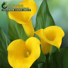 Calla lily flower seed spring and winter seasons set an indoor potted plant grass seed planting live-10 seeds