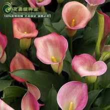 Calla lily flower seed spring and winter seasons set an indoor potted plant grass seed planting live-10 seeds