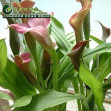 Calla lily flower seed spring and winter seasons set an indoor potted plant grass seed planting live-10 seeds