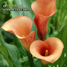 Calla lily flower seed spring and winter seasons set an indoor potted plant grass seed planting live-10 seeds
