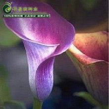 Calla lily flower seed spring and winter seasons set an indoor potted plant grass seed planting live-10 seeds