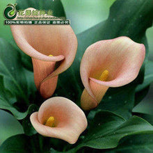 Calla lily flower seed spring and winter seasons set an indoor potted plant grass seed planting live-10 seeds