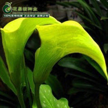 Calla lily flower seed spring and winter seasons set an indoor potted plant grass seed planting live-10 seeds