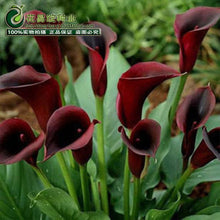 Calla lily flower seed spring and winter seasons set an indoor potted plant grass seed planting live-10 seeds