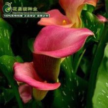 Calla lily flower seed spring and winter seasons set an indoor potted plant grass seed planting live-10 seeds
