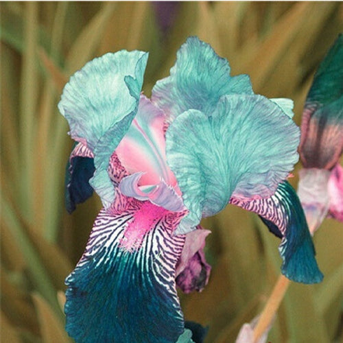 free ship Sale! , hot selling ,40 pink Iris Seeds, popular perennial garden flower ,gorgeous cut flower