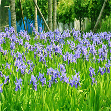 free ship Sale! , hot selling ,40 pink Iris Seeds, popular perennial garden flower ,gorgeous cut flower