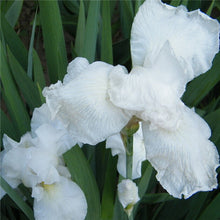 free ship Sale! , hot selling ,40 pink Iris Seeds, popular perennial garden flower ,gorgeous cut flower