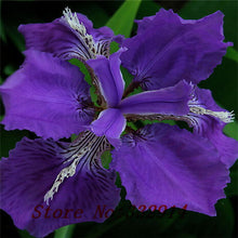 free ship Sale! , hot selling ,40 pink Iris Seeds, popular perennial garden flower ,gorgeous cut flower