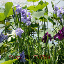 free ship Sale! , hot selling ,40 pink Iris Seeds, popular perennial garden flower ,gorgeous cut flower