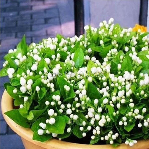 Jasmine seed indoor plants perennial flower seeds 20seeds/pack