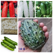 Balcony cucumber seeds 100%true cucumber seeds varieties complete green fruits and vegetables - 30 seeds/bag