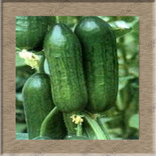 Balcony cucumber seeds 100%true cucumber seeds varieties complete green fruits and vegetables - 30 seeds/bag