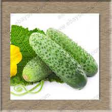 Balcony cucumber seeds 100%true cucumber seeds varieties complete green fruits and vegetables - 30 seeds/bag