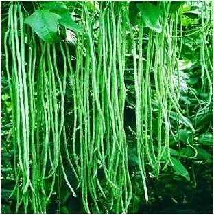 Green loosened bean seed vegetable seed,(20 seeds),Bonsai Seed, fruit and vegetable planting,High budding rate