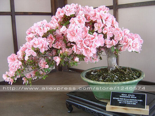 10PCS rare sakura seeds bonsai flower Cherry Blossoms Tree cherry blossom seeds Bonsai plants for home & garden
