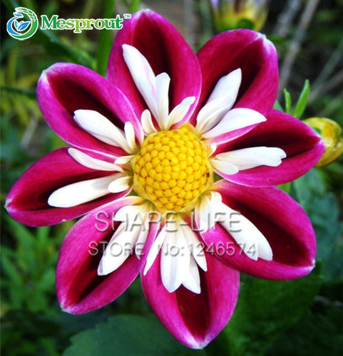 Rare Red and White Point Dahlia Seeds Beautiful Perennial Flowers Seeds Dahlia for DIY Home Garden 50PCS / PACK