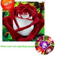 Big Sale!White Red Edge Rose Seeds Garden Seeds Plants Potted Rose Rare Flower Seeds Balcony Indoor 100 PCS/Lot,#S1D7BC