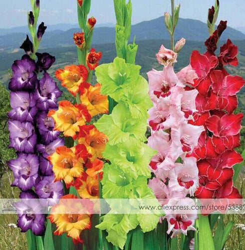 200pcs Gladiolus seeds, gladiolus flower seeds, 95% germination, DIY Aerobic potted plants, rare sword lily seeds, free shipping