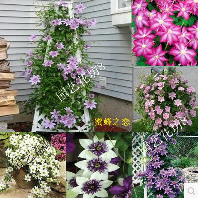 Vine Clematis potted clematis garden flowers, no the clematis bulbs, 10 seeds/bag