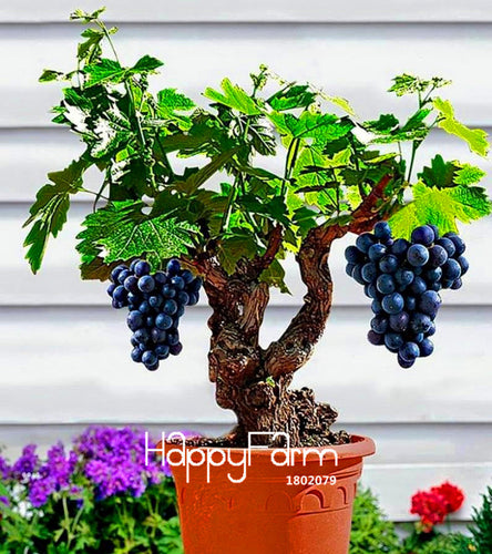 Big Sale!Miniature Grape Vine Seeds, PATIO SYRAH, Vitis Vinifera, Houseplant, 50 Seeds, Fruit bonsai seeds,#1UM2LB