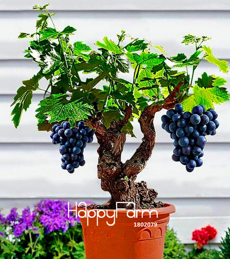 Big Sale!Miniature Grape Vine Seeds, PATIO SYRAH, Vitis Vinifera, Houseplant, 50 Seeds, Fruit bonsai seeds,#1UM2LB