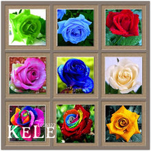 Loss Promotion!Flower pots planters ,20 Kinds Of 50 Seeds, Rainbow rose seeds Beautiful rose seed Bonsai plants Seeds,#S69N7C